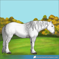 Horse Color:Gray White Spotted Liver Chestnut
