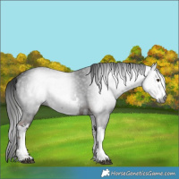 Horse Color:Gray White Spotted Liver Chestnut