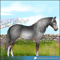 Horse Color:Gray White Spotted Liver Chestnut 