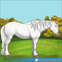 Horse Color:Silver Classic Champagne Roan Dun Splash Tobiano Frame Appaloosa Rabicano 