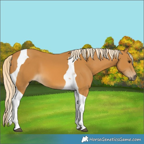 Horse Color:Palomino Tobiano 
