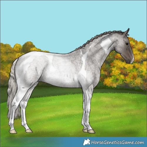 Horse Color:Silver Blue Roan Tobiano 