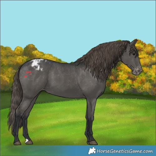 Horse Color:Grullo Appaloosa
