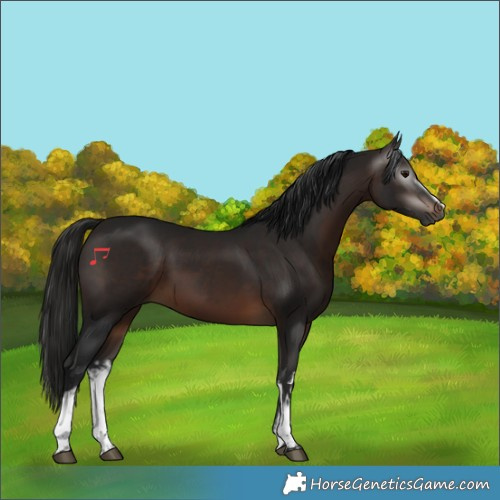 Horse Color:Gray White Spotted Bay 