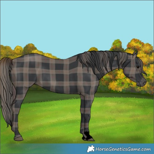 Horse Color:Plaid  Black 