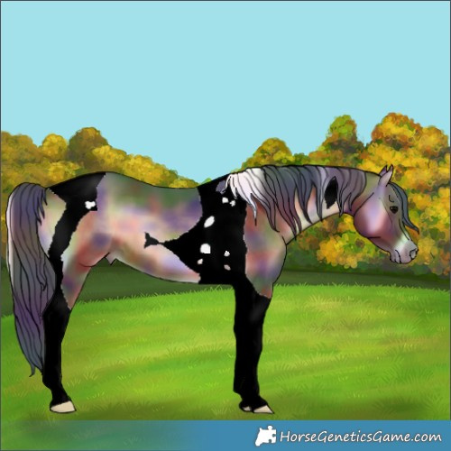 Horse Color:Nacre Bay Onyx Tobiano 