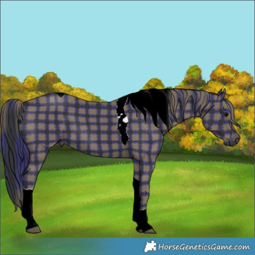Horse Color:Plaid  Black Tobiano 