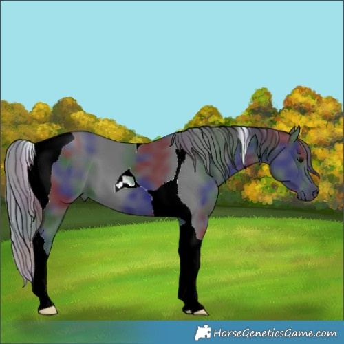 Horse Color:Nacre Black Tobiano 