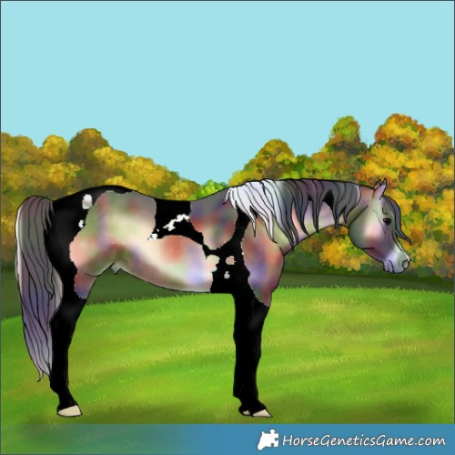 Horse Color:Nacre Brown Onyx Tobiano 