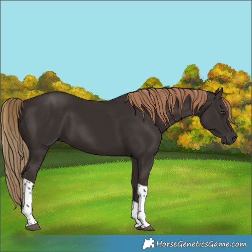 Horse Color:Liver Chestnut Tobiano