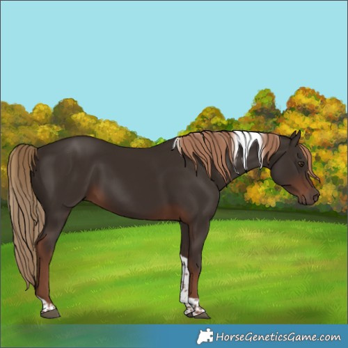 Horse Color:Liver Chestnut Tobiano
