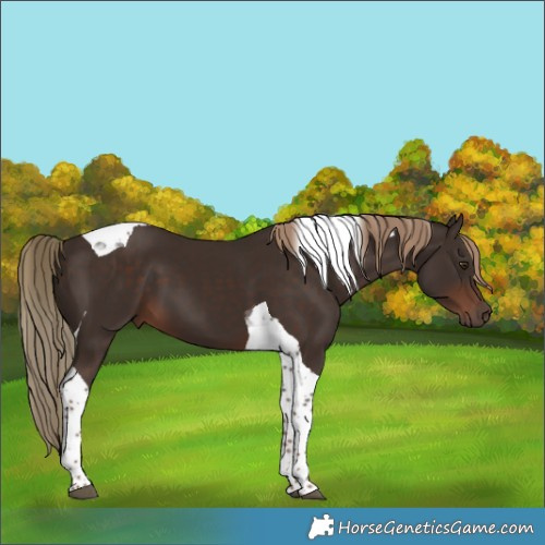 Horse Color:Liver Chestnut Tobiano 
