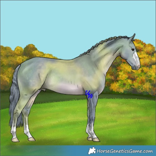 Horse Color:Unknown 