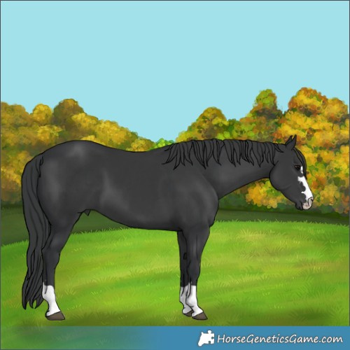 Horse Color:Black 