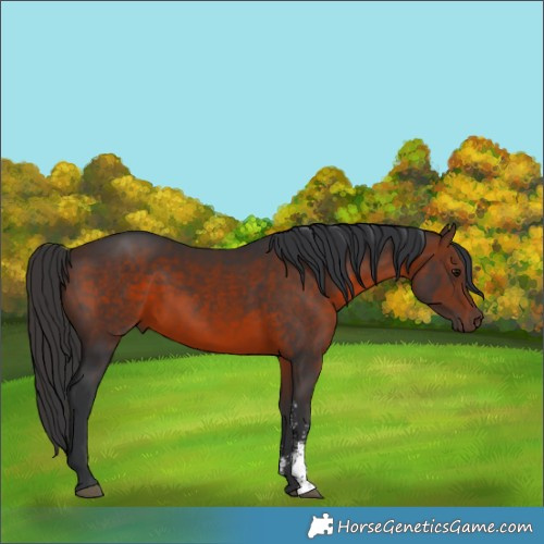 Horse Color:Brown Sabino 