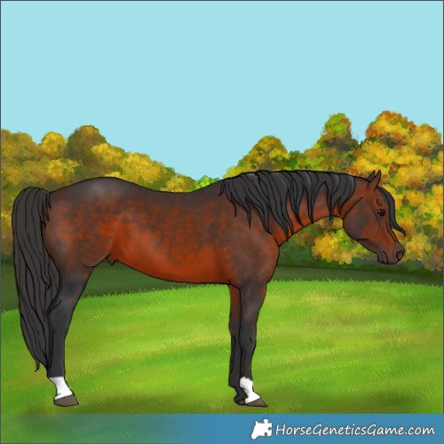 Horse Color:Brown 