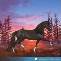 Horse Color:White Spotted Liver Chestnut 