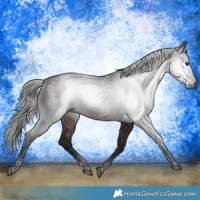 Horse Color:Gray White Spotted Bay 