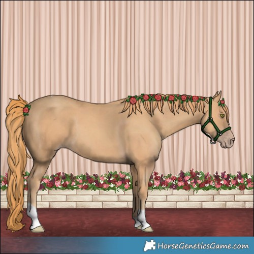 Horse Color:Gold Champagne Tobiano 