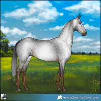 Horse Color:Gray White Spotted Liver Chestnut 