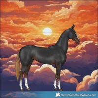 Horse Color:Gray White Spotted Liver Chestnut