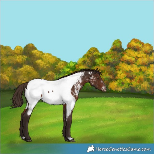 Horse Color:Liver Chestnut Frame Near Fewspot Rabicano 
