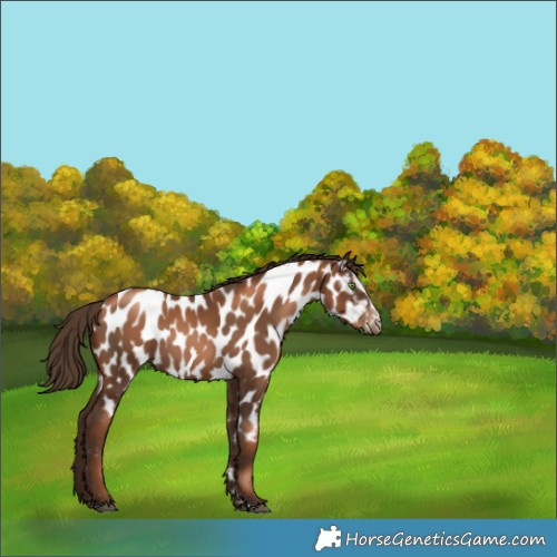 Horse Color:Gray Liver Chestnut Pearl Sabino Appaloosa Rabicano 