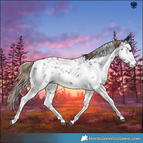 Horse Color:White Spotted Liver Chestnut Sabino 