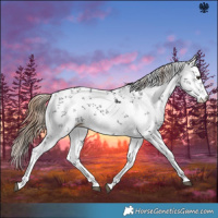 Horse Color:White Spotted Liver Chestnut Sabino 