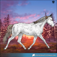 Horse Color:White Spotted Liver Chestnut Sabino