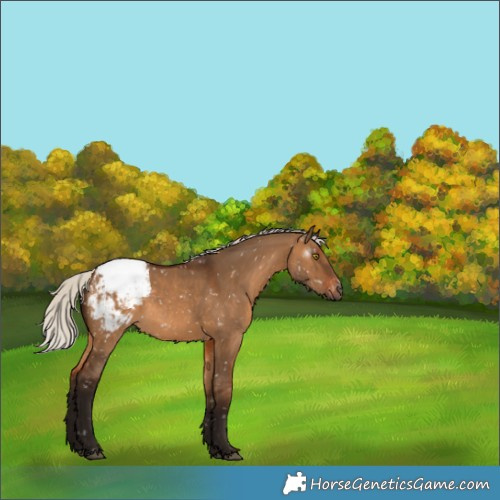 Horse Color:Gray Silver Bay Dun Appaloosa Rabicano 