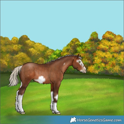 Horse Color:Gray Silver Bay Pearl Splash Frame Rabicano 