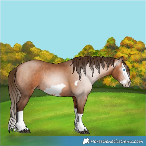 Horse Color:Gray Bay Pearl Splash Frame Rabicano 