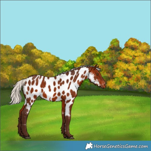 Horse Color:Silver Bay Appaloosa Rabicano 
