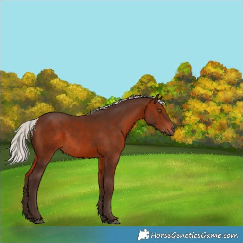 Horse Color:Silver Brown Rabicano 