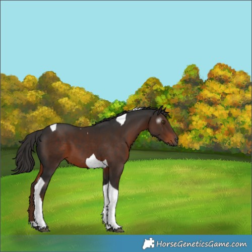 Horse Color:Gray Liver Chestnut Tobiano 