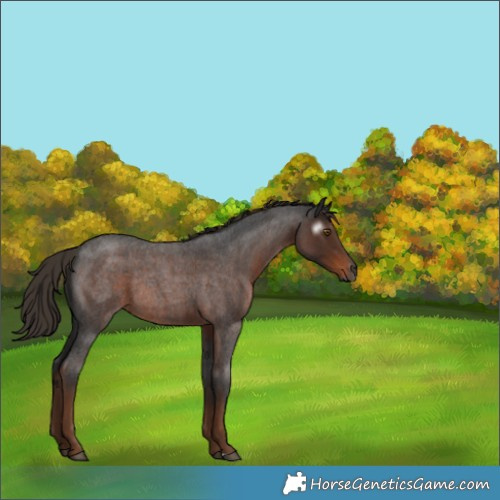 Horse Color:Gray Liver Red Roan Rabicano 
