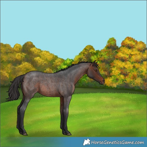 Horse Color:Brown Roan Rabicano 