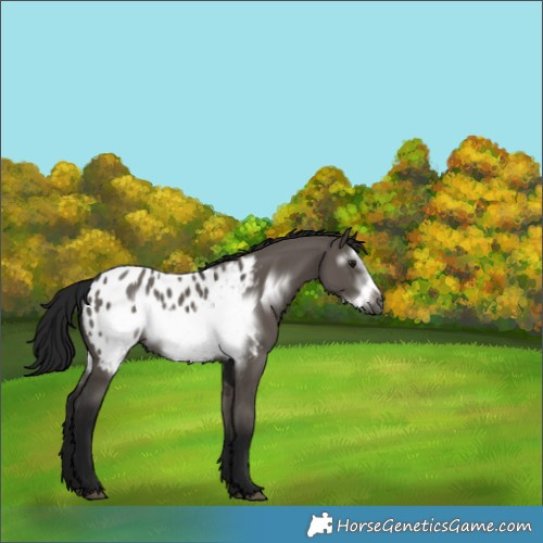 Horse Color:Gray Grullo Frame Appaloosa Rabicano 