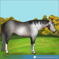 Horse Color:Gray White Spotted Bay