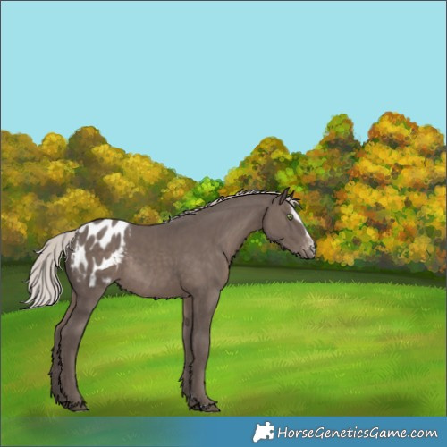 Horse Color:Silver Black Sabino Blanket Rabicano 