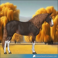 Horse Color:White Spotted Liver Chestnut