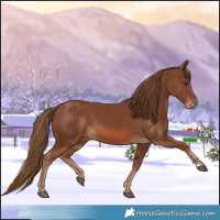 Horse Color:Chestnut 