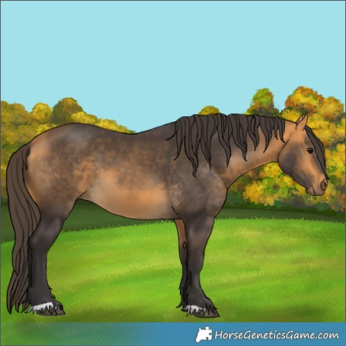 Horse Color:Buckskin 