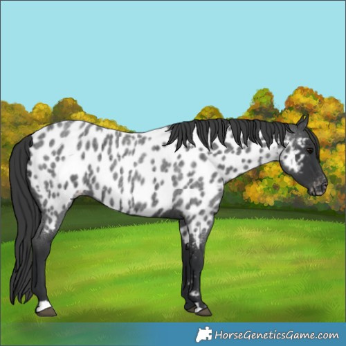 Horse Color:Blue Roan Appaloosa