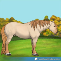 Horse Color:Red Dun 