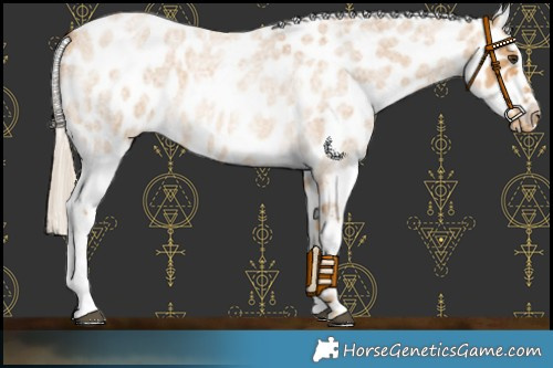 Horse Color:Palomino Roan Near Leopard 