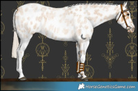 Horse Color:Palomino Roan Near Leopard 