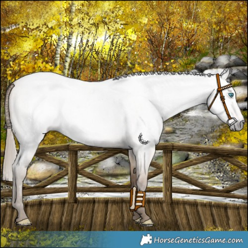 Horse Color:Gray Perlino Roan Dun 