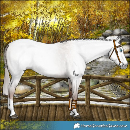 Horse Color:Gray Red Dun Roan Splash 